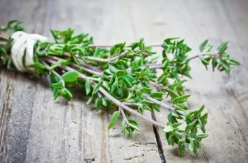 Tomilho como Erva Natural para Fortalecimento do Sistema Imunológico: Benefícios e Uso Tomilho como Erva Natural para Fortalecimento do Sistema Imunológico: Benefícios e Uso