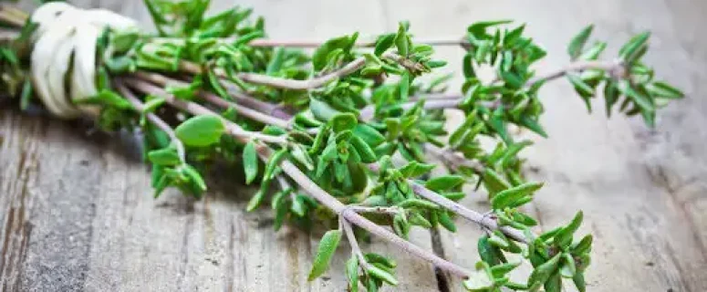 Tomilho como Erva Natural para Fortalecimento do Sistema Imunológico: Benefícios e Uso Tomilho como Erva Natural para Fortalecimento do Sistema Imunológico: Benefícios e Uso