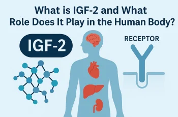 IGF-2: O Fator de Crescimento Revolucionário que Está Moldando a Medicina do Futuro IGF-2: O Fator de Crescimento Revolucionário que Está Moldando a Medicina do Futuro